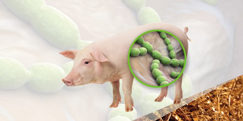 Bệnh liên cầu lợn và cách phòng chống 